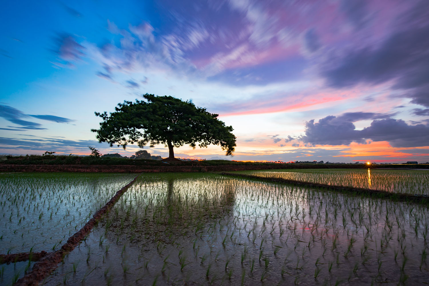 Lonely Tree ©Nguyen Phuc Thanh
